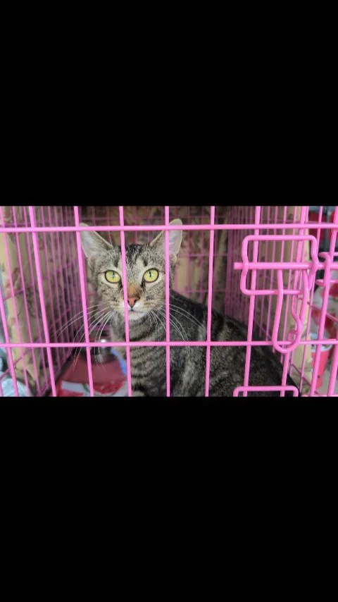 Guys, I'm right next to the adoptable cats. Help.