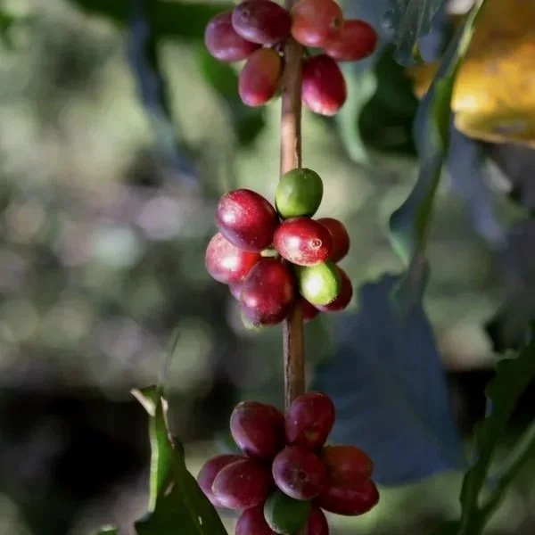 Nabesta colabora con cooperativas indígenas en Oaxaca, regenerando bosques y fortaleciendo economías locales mediante producción agroecológica