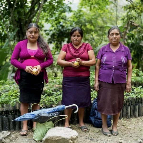 Nabesta colabora con cooperativas indígenas en Oaxaca, regenerando bosques y fortaleciendo economías locales mediante producción agroecológica