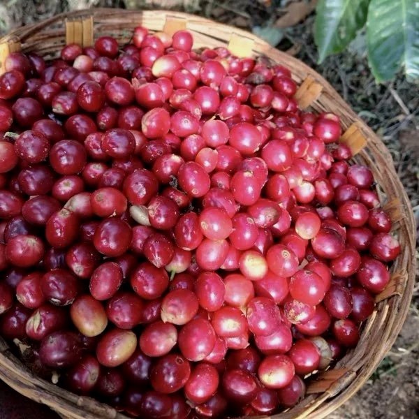 Nabesta colabora con cooperativas indígenas en Oaxaca, regenerando bosques y fortaleciendo economías locales mediante producción agroecológica
