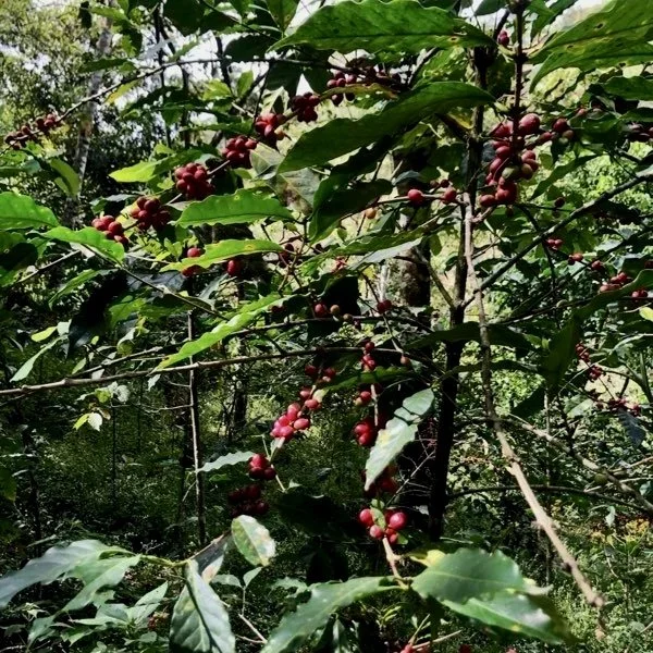 Nabesta colabora con cooperativas indígenas en Oaxaca, regenerando bosques y fortaleciendo economías locales mediante producción agroecológica