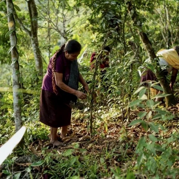 Nabesta colabora con cooperativas indígenas en Oaxaca, regenerando bosques y fortaleciendo economías locales mediante producción agroecológica