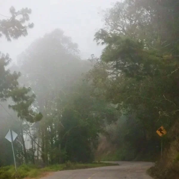 Nabesta colabora con cooperativas indígenas en Oaxaca, regenerando bosques y fortaleciendo economías locales mediante producción agroecológica