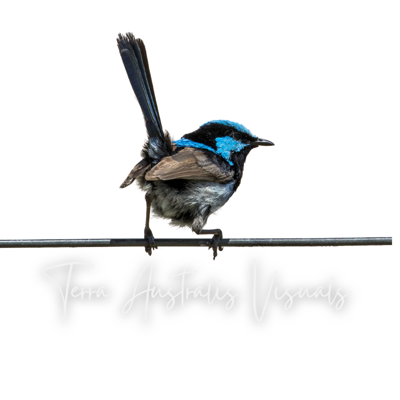Logo for Terra Australis Visuals featuring a blue and black fairywren perched on a wire. Western Australian photography brand capturing wild, natural moments.