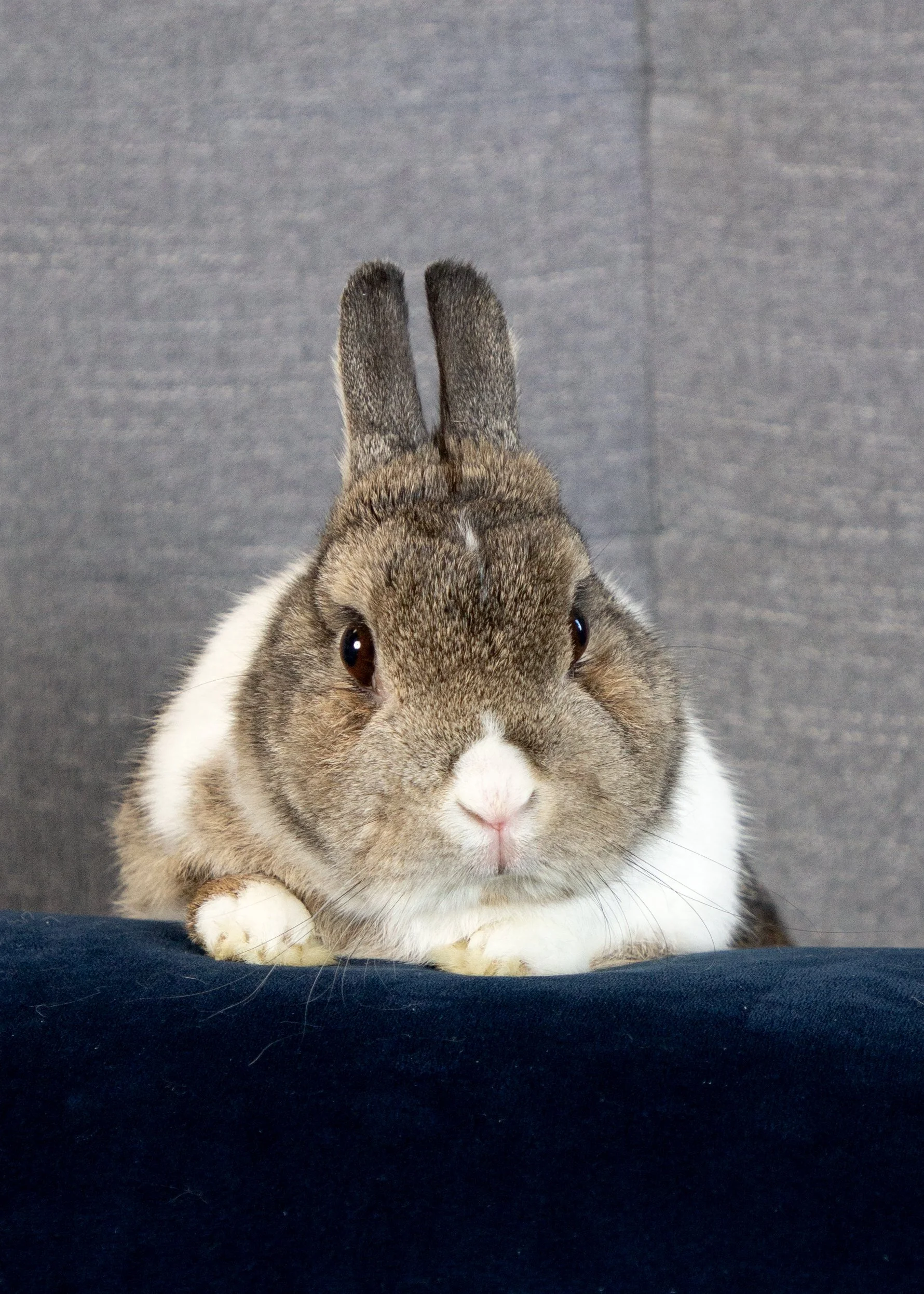 Ben, a brown-and-white rabbit, rests on a dark blue cushion with ears upright.