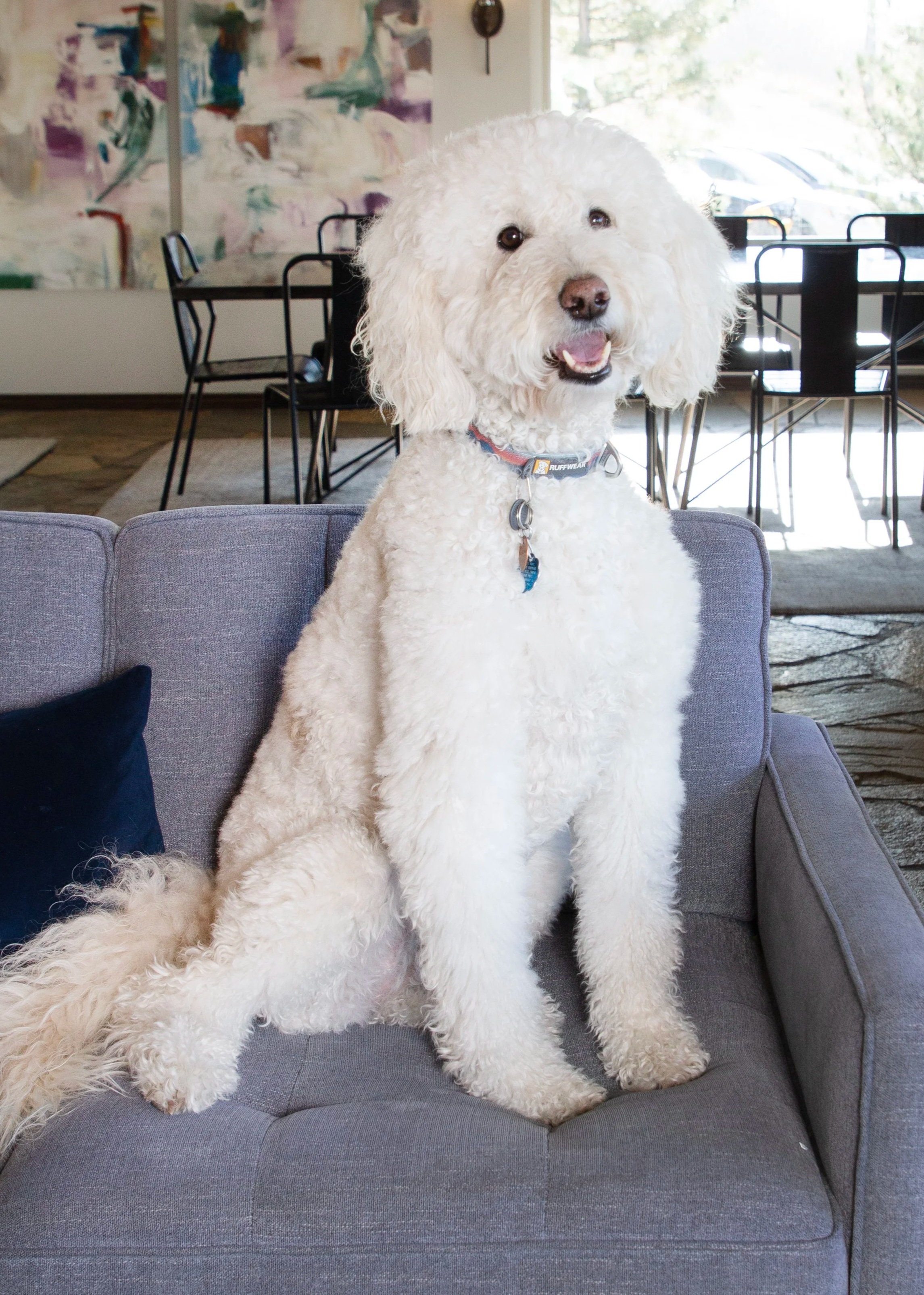 Sadie, a white curly-coated dog, sits upright on a gray couch in a bright common room.