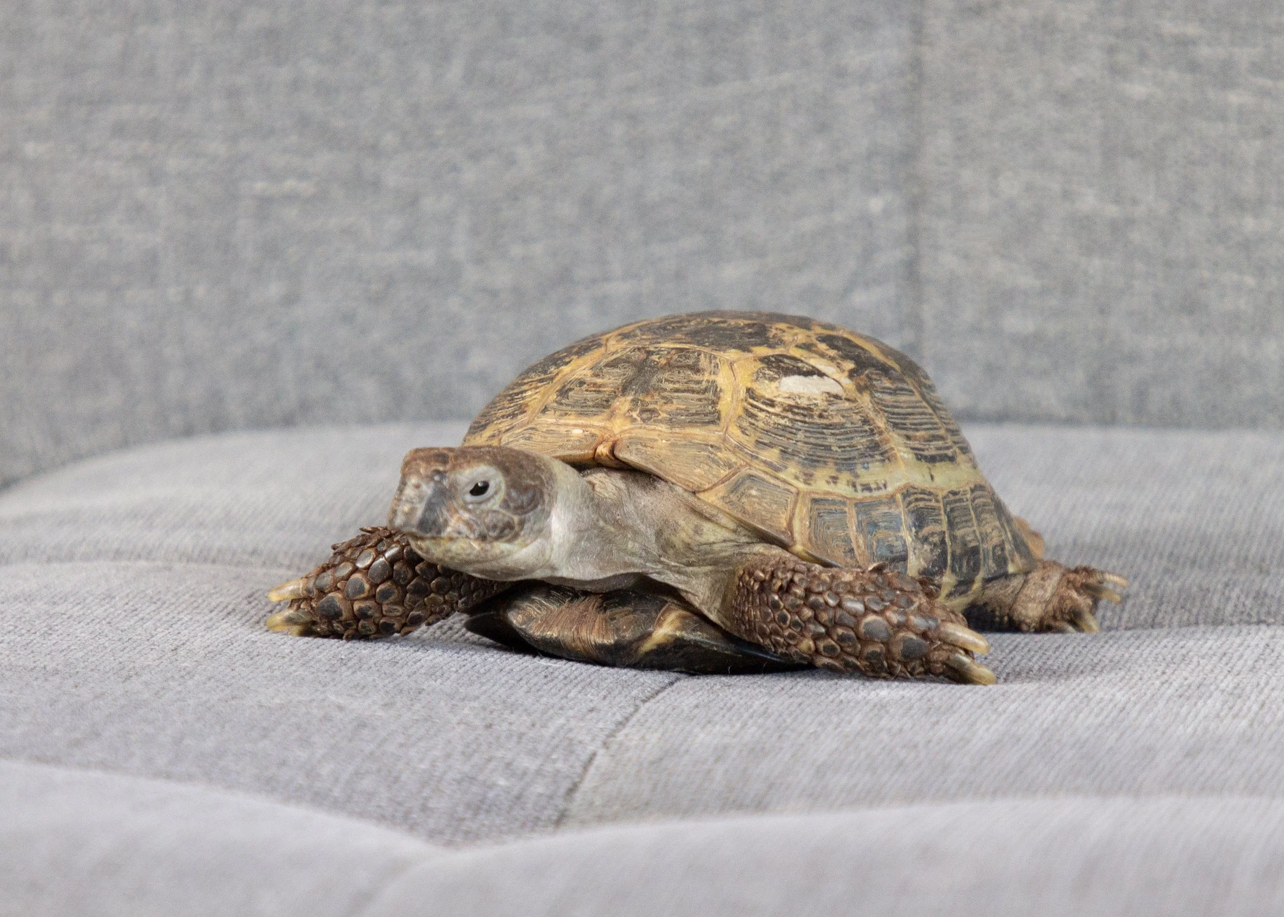 JD, a small tortoise, rests on a light gray cushion facing slightly left.