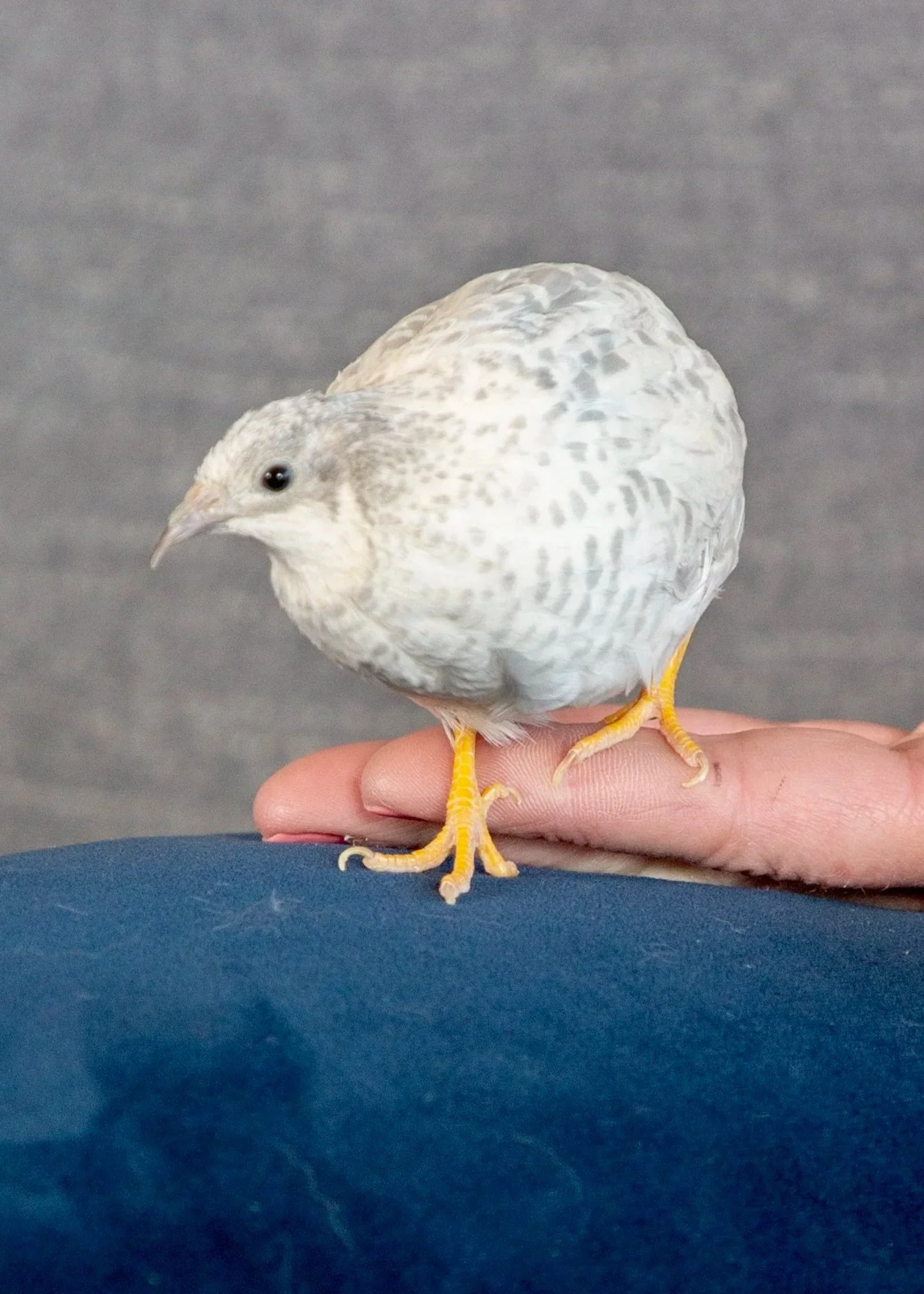 Goose, a speckled quail, stands on a person’s hand against a gray background.