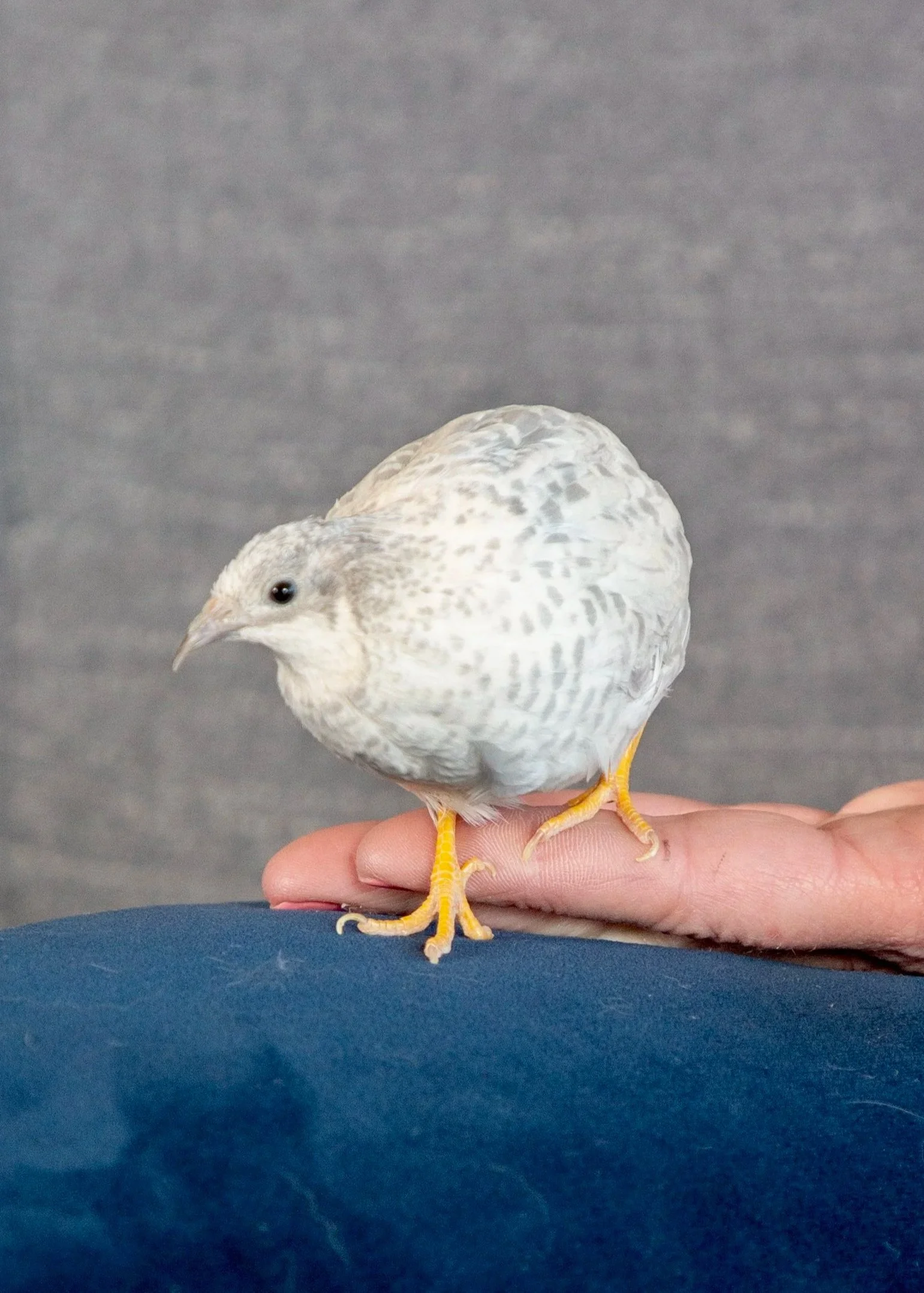 Goose, a speckled quail, stands on a person’s hand against a gray background.