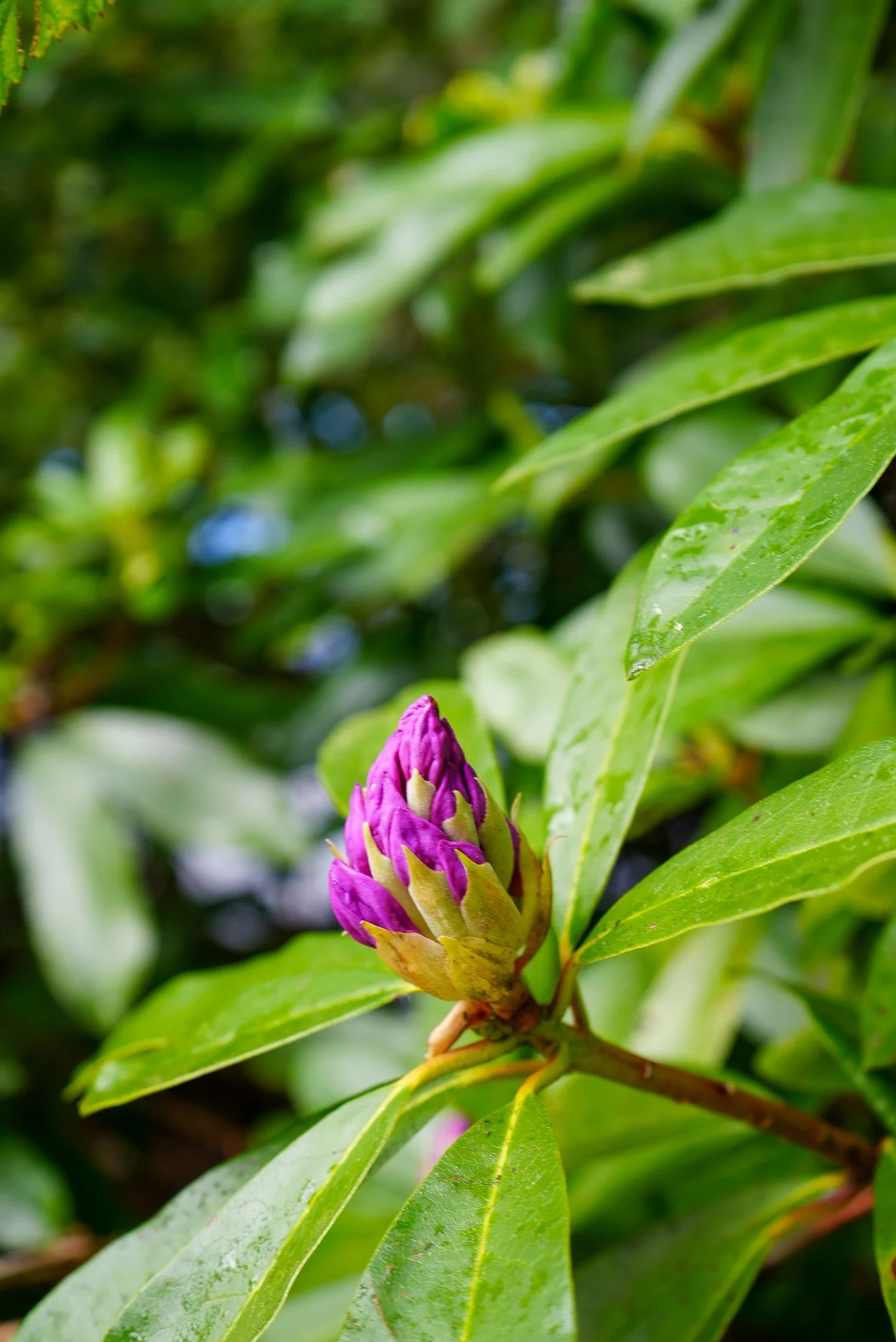 DSC00555.jpg