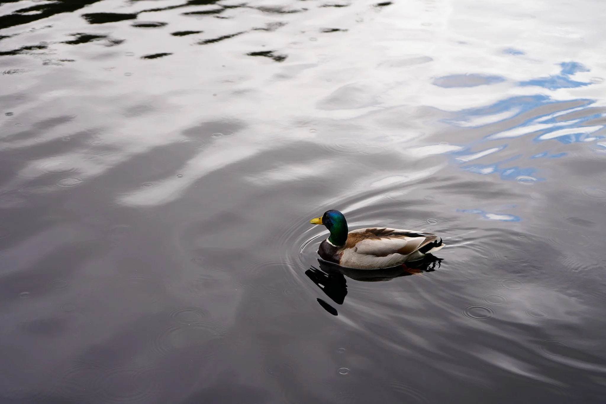 DSC00494.jpg