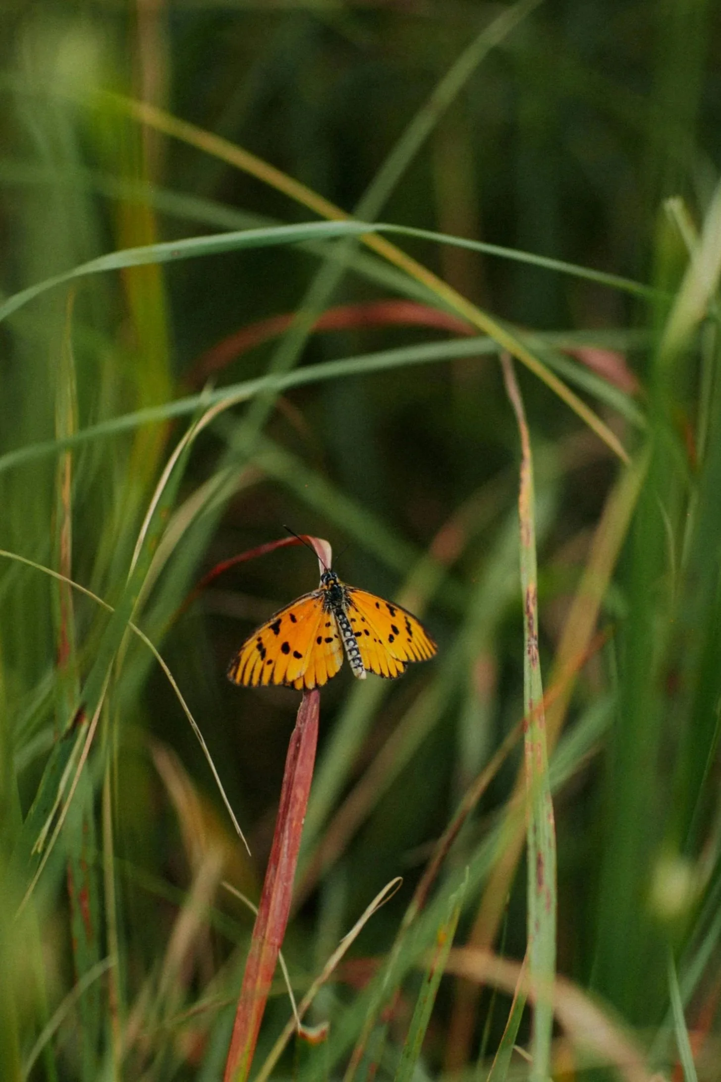 Butterfly on grass symbolizing growth in individual relationship therapy in queens and virtually throughout NY with Michal Goldman LCSW