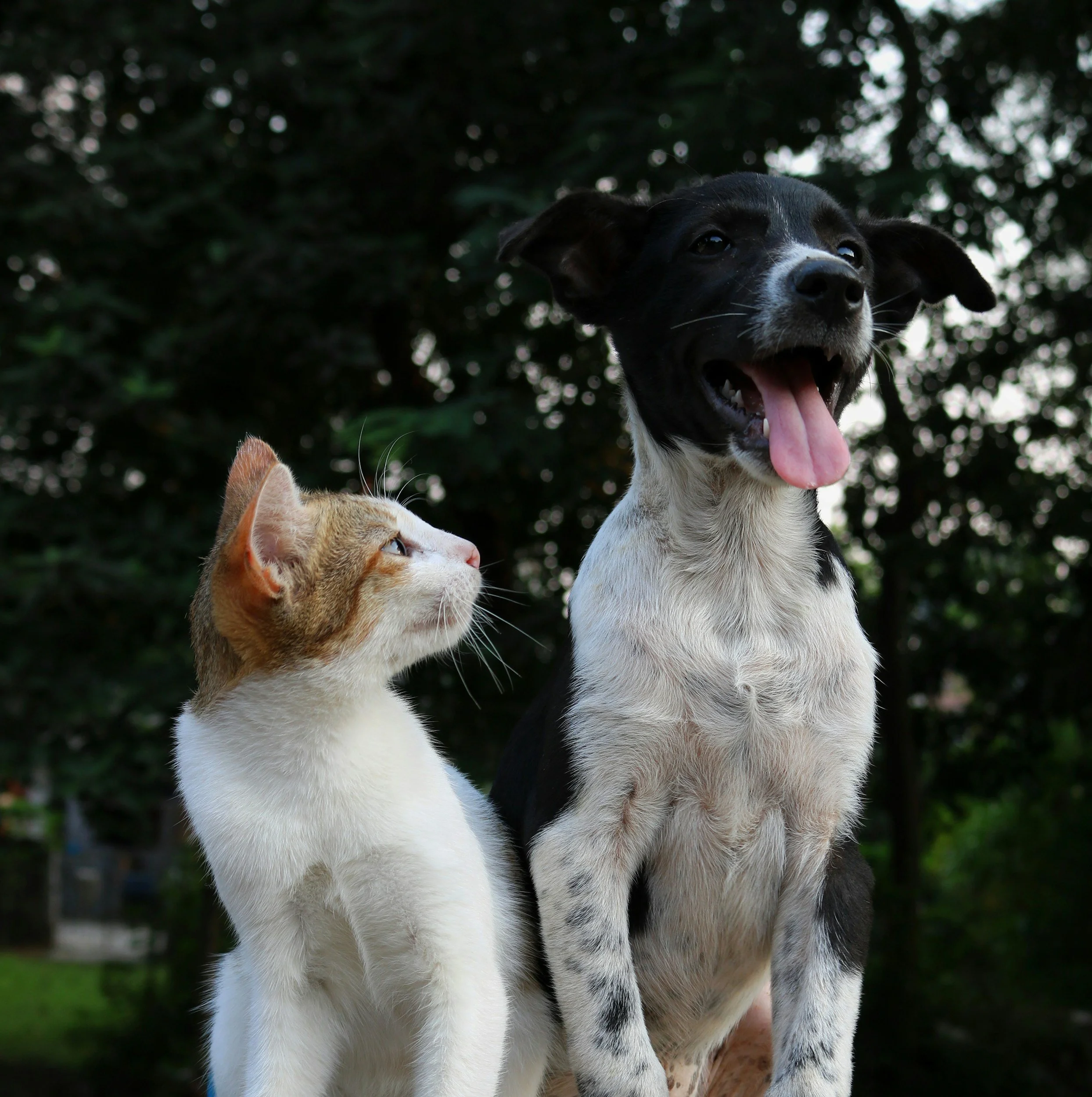 A cat and a dog sitting outdoors with trees in the background. The cat is looking at the dog, and the dog is panting with its tongue out.