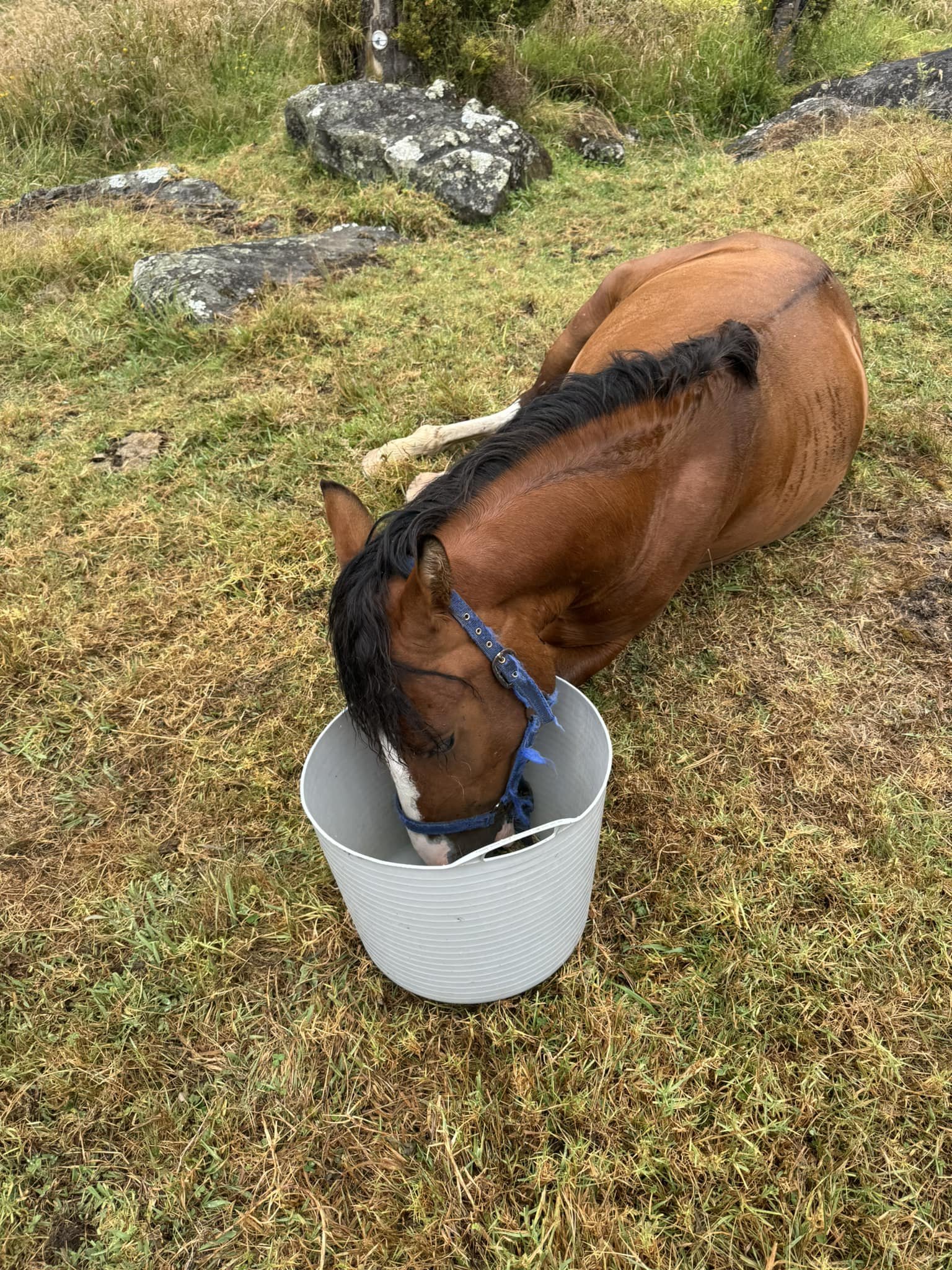 A brown horse with a black mane drinking water from a gray bucket on a grassy field.