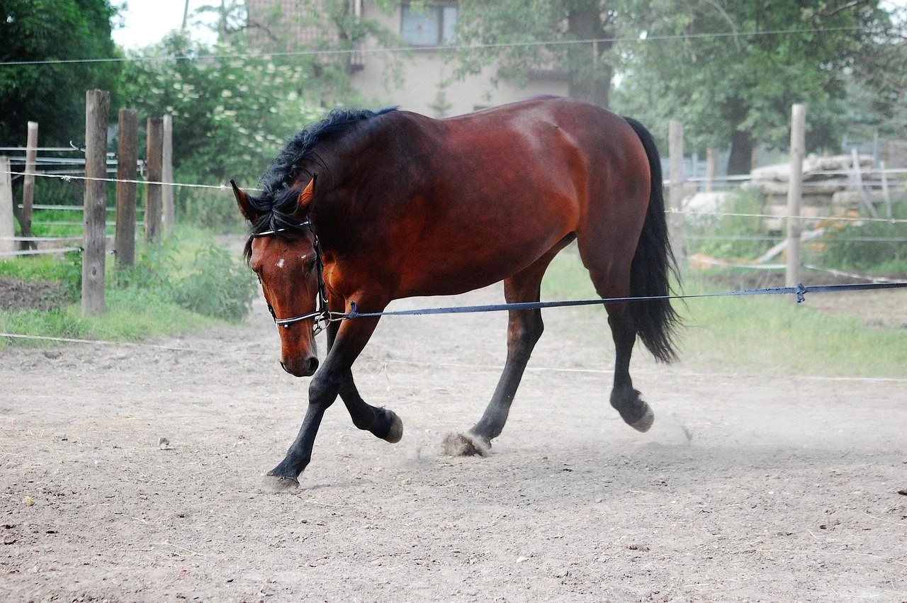 A brown horse with black mane and tail in a dirt paddock, kicking up dust as it moves, with wooden fencing and greenery in the background.