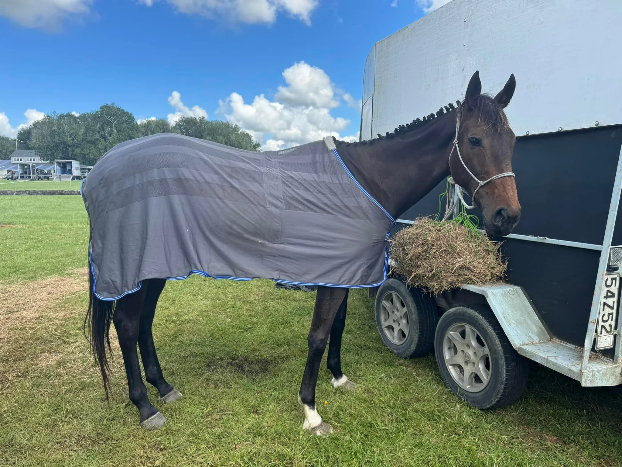 A brown horse wearing a gray blanket and halter, standing next to a trailer with hay in its mouth, on a grassy field under a blue sky with clouds.