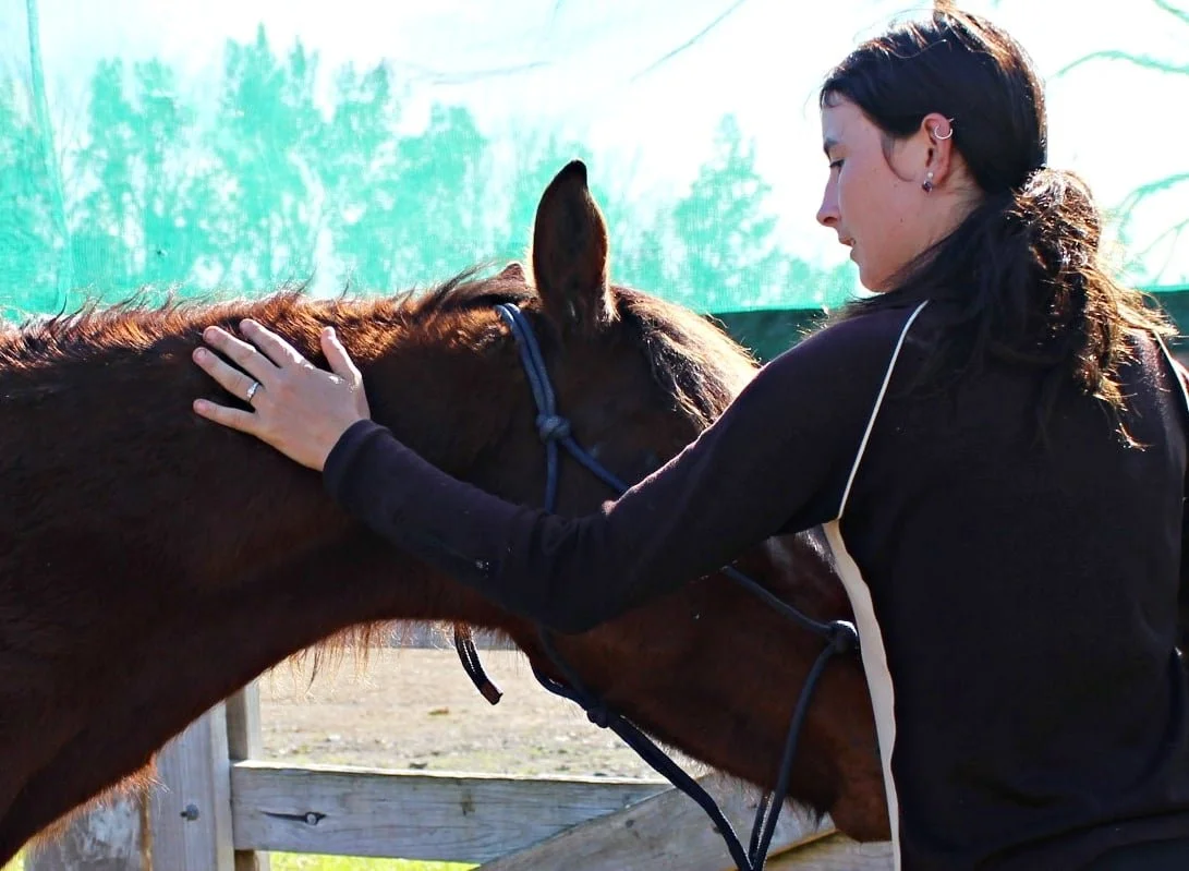 A woman training a wild Kaimanawa.