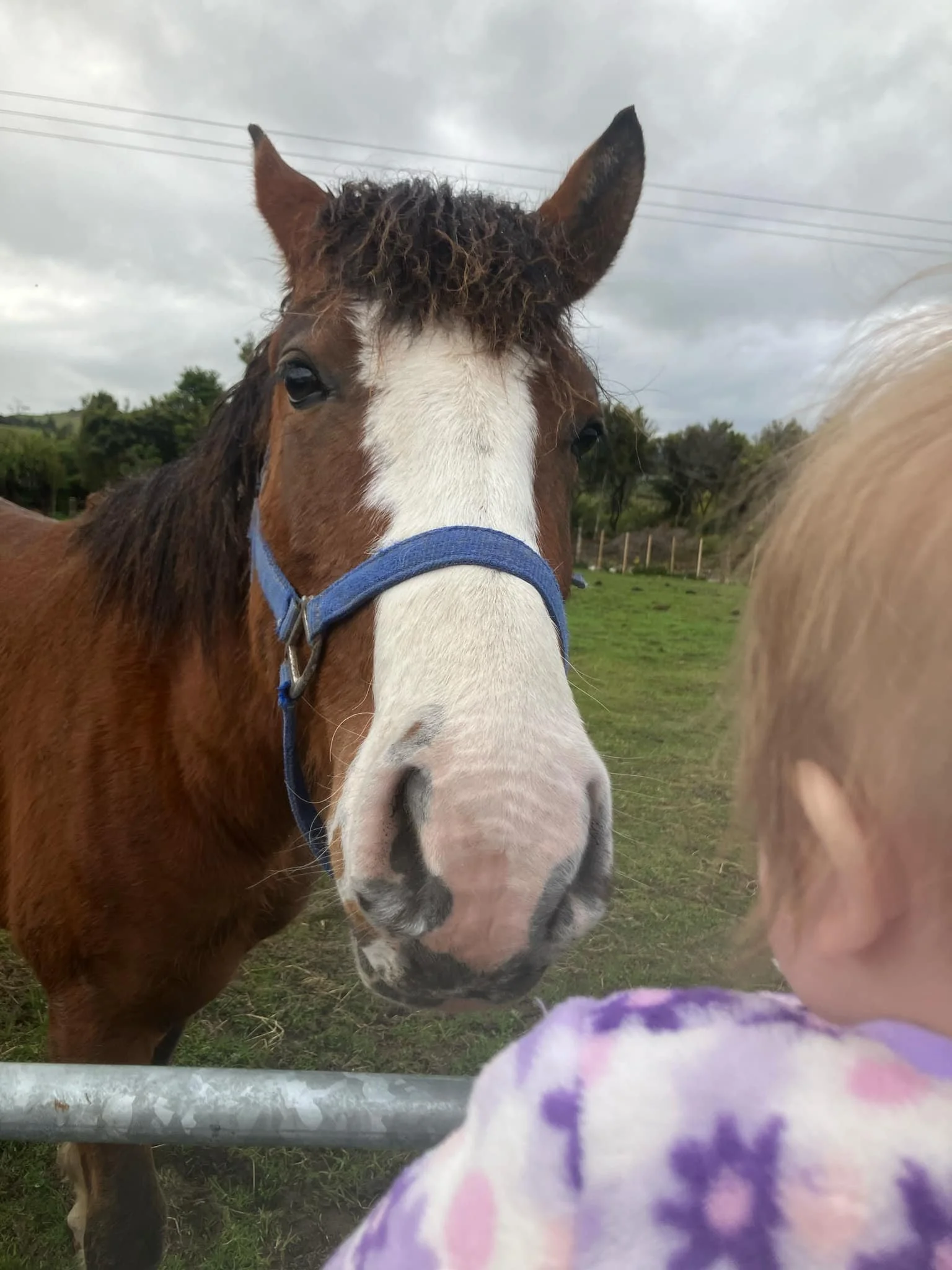 A young child with blonde hair wearing a purple tie-dye shirt interacting with a brown and white horse at a farm or pasture on a cloudy day.