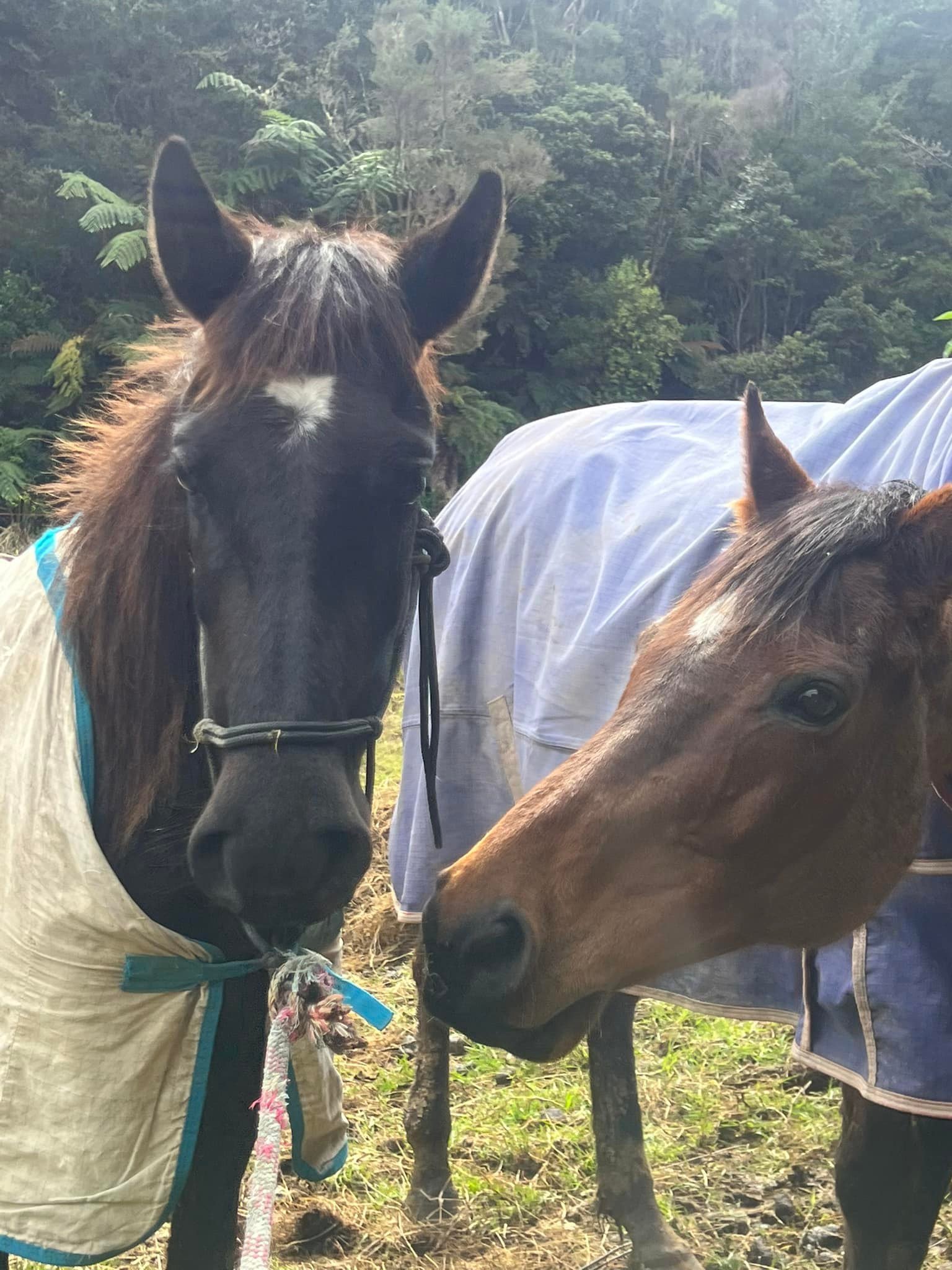 Two horses in a lush green outdoor setting, with trees and ferns in the background. They are close to each other, with one wearing a beige blanket and the other a blue blanket, and appear to be sniffing or nuzzling each other.