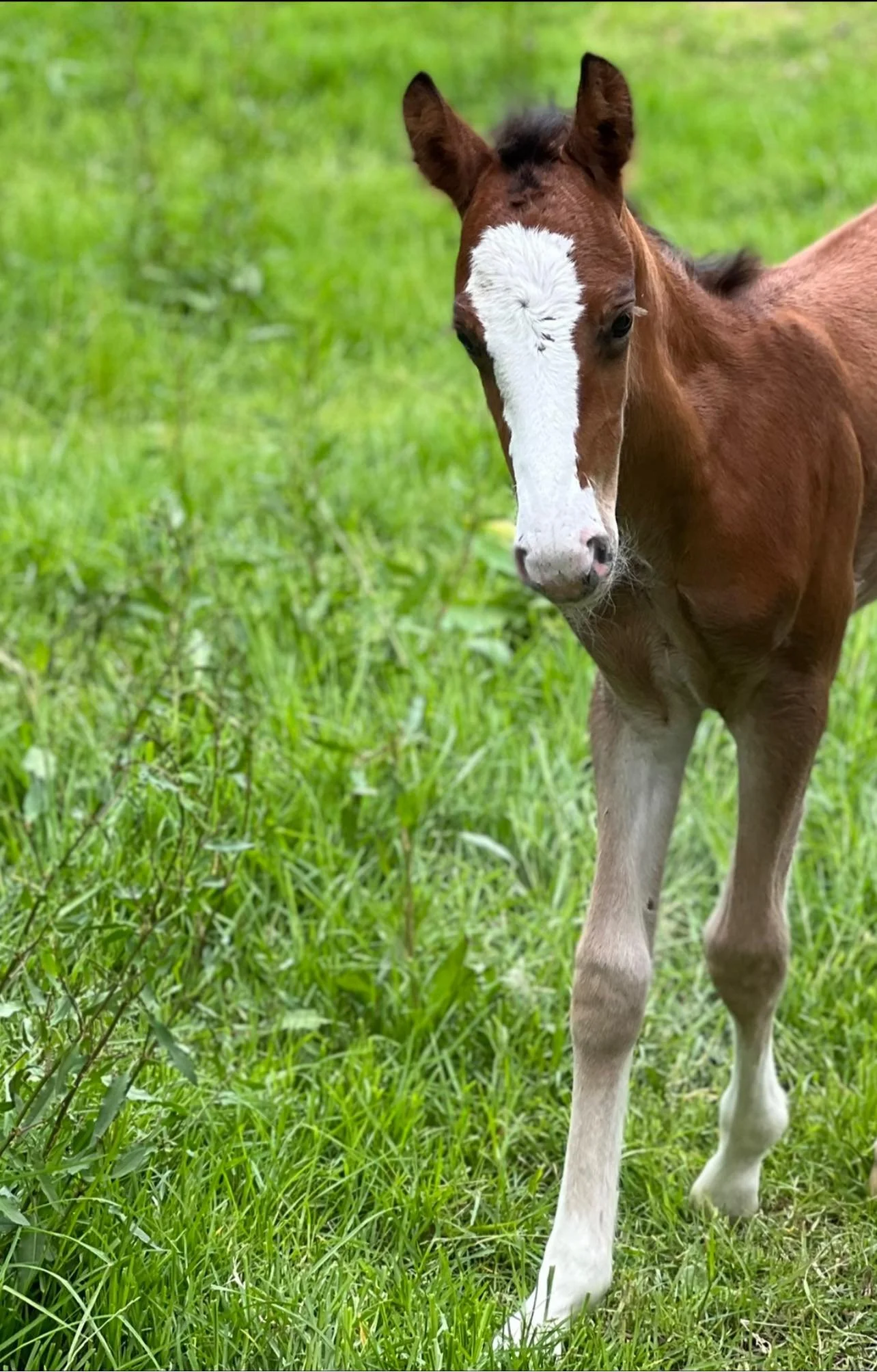 Young brown foal with white blaze on face standing in green grassy field.