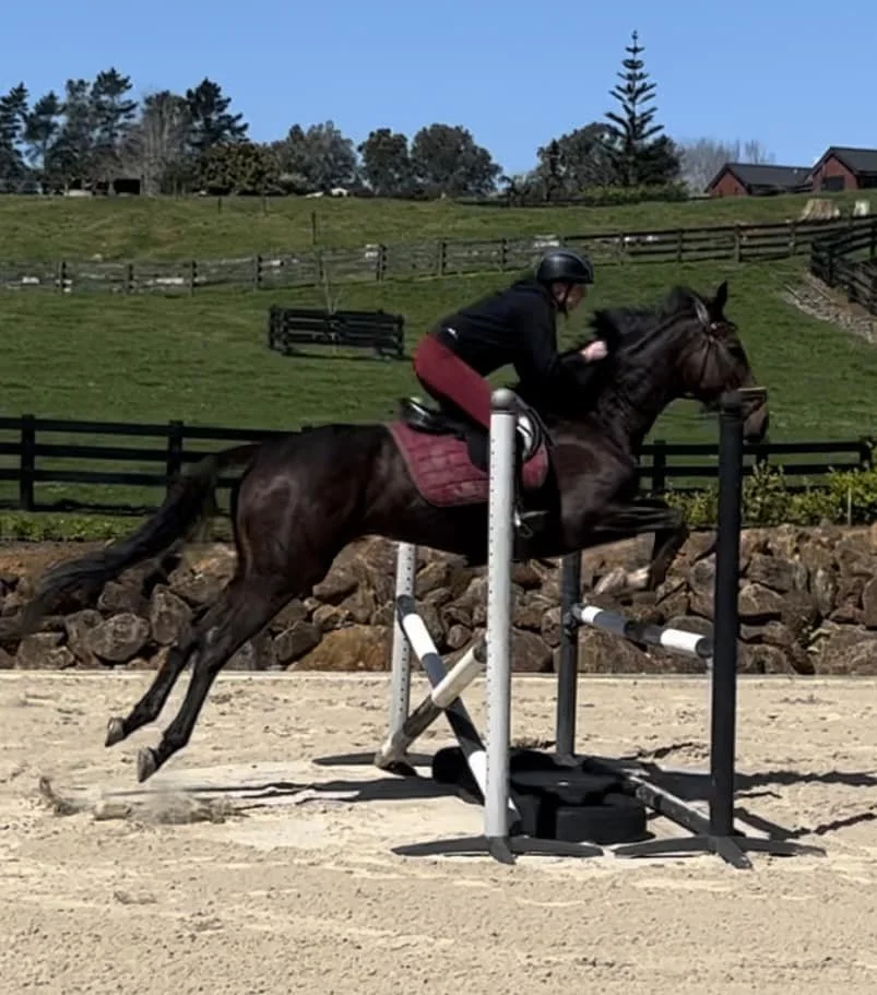 A person riding a dark horse jumps over a show jumping obstacle at an outdoor equestrian facility on a sunny day.