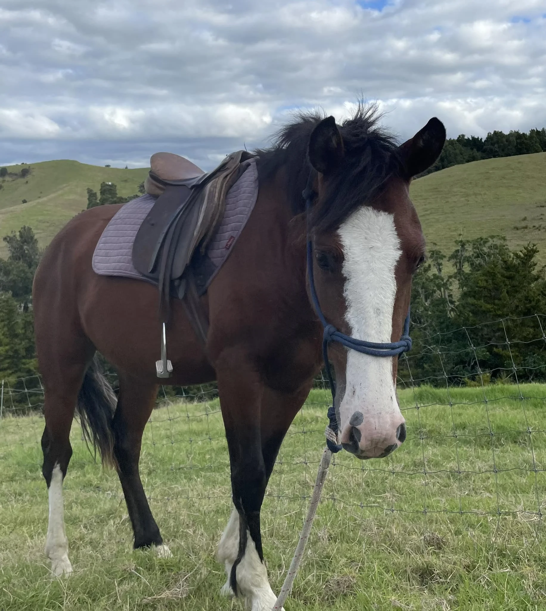 A brown and white horse standing in a grassy field with rolling hills and cloudy sky in the background. The horse has a saddle and bridle on.