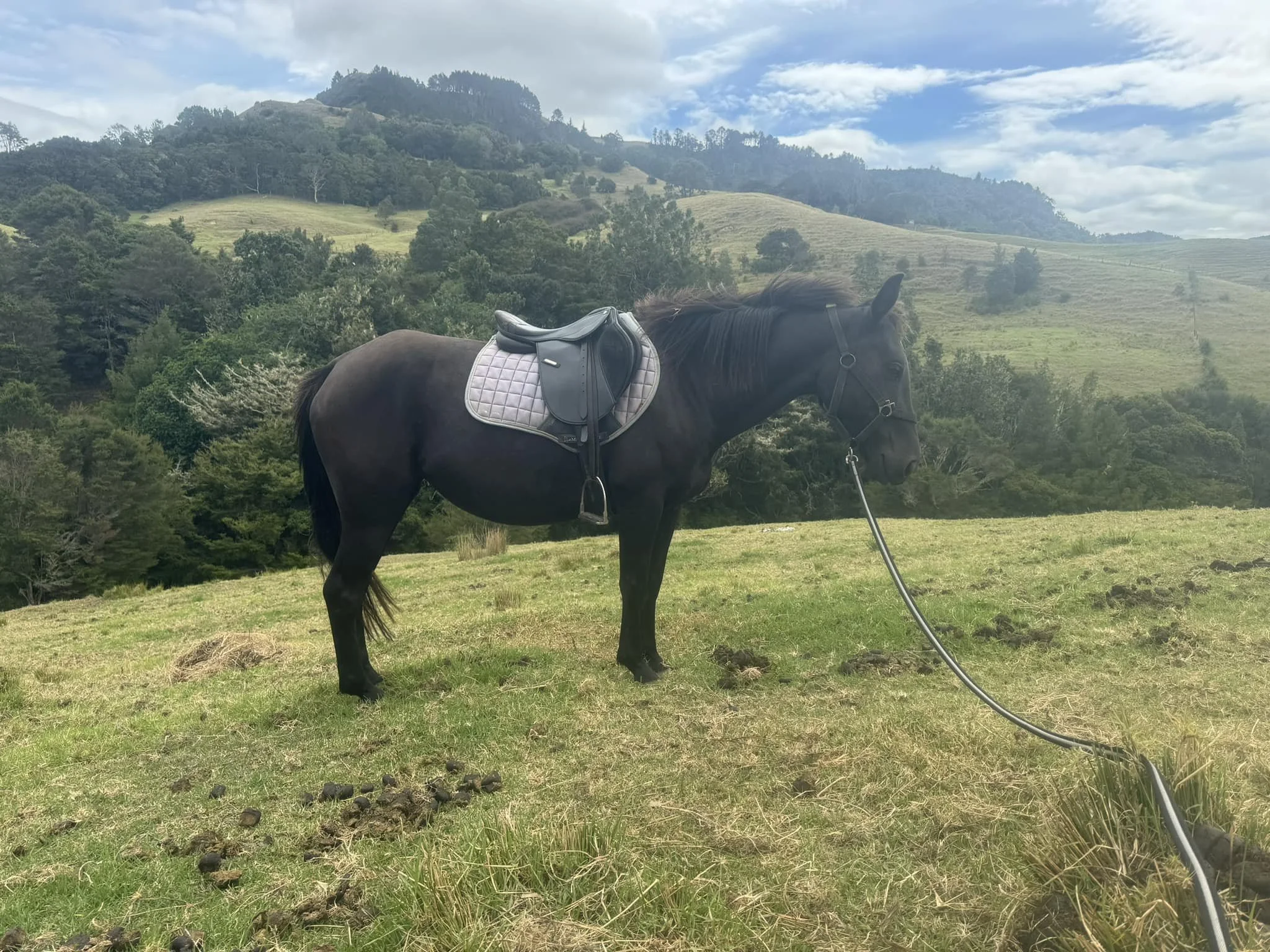 Black horse with a saddle and reins standing on a grassy field with hills and trees in the background under a partly cloudy sky.