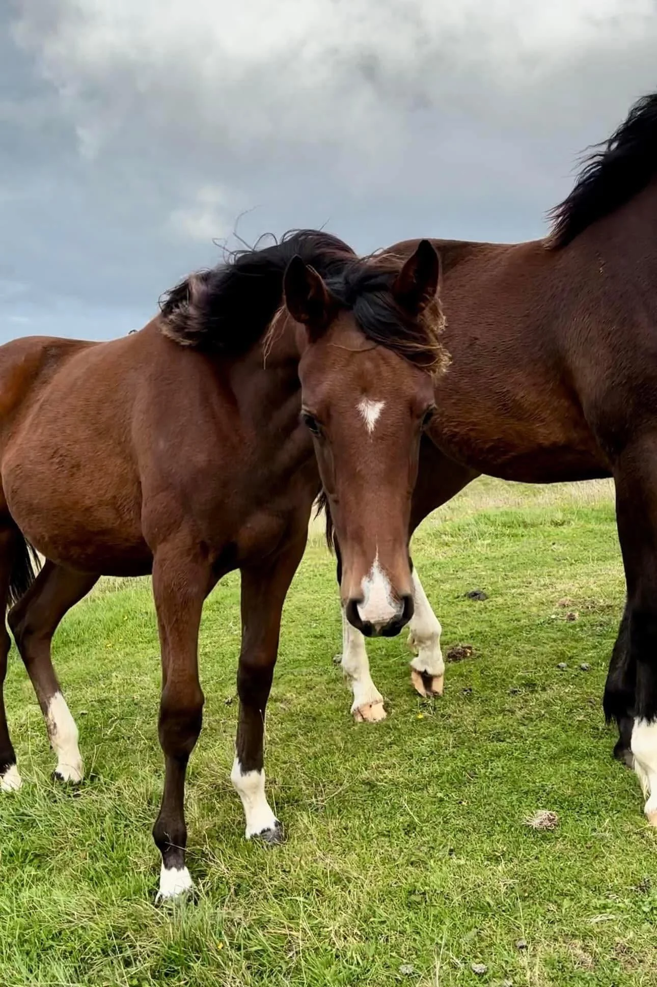 Two horses standing closely together on a grassy field, with gray clouds in the sky above.