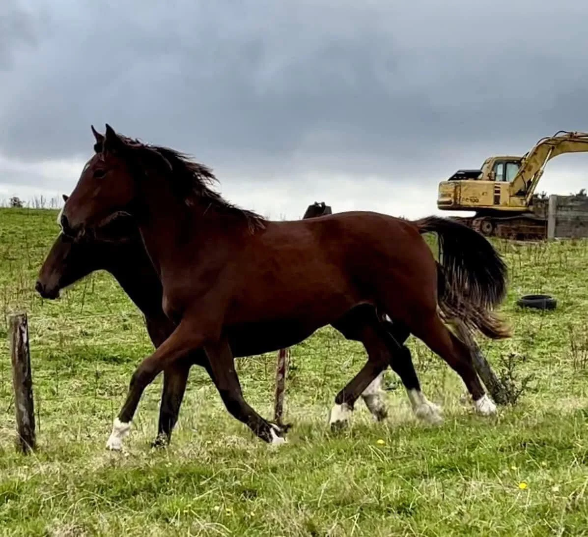 Two horses running on green grass with a construction vehicle in the background on cloudy sky day.