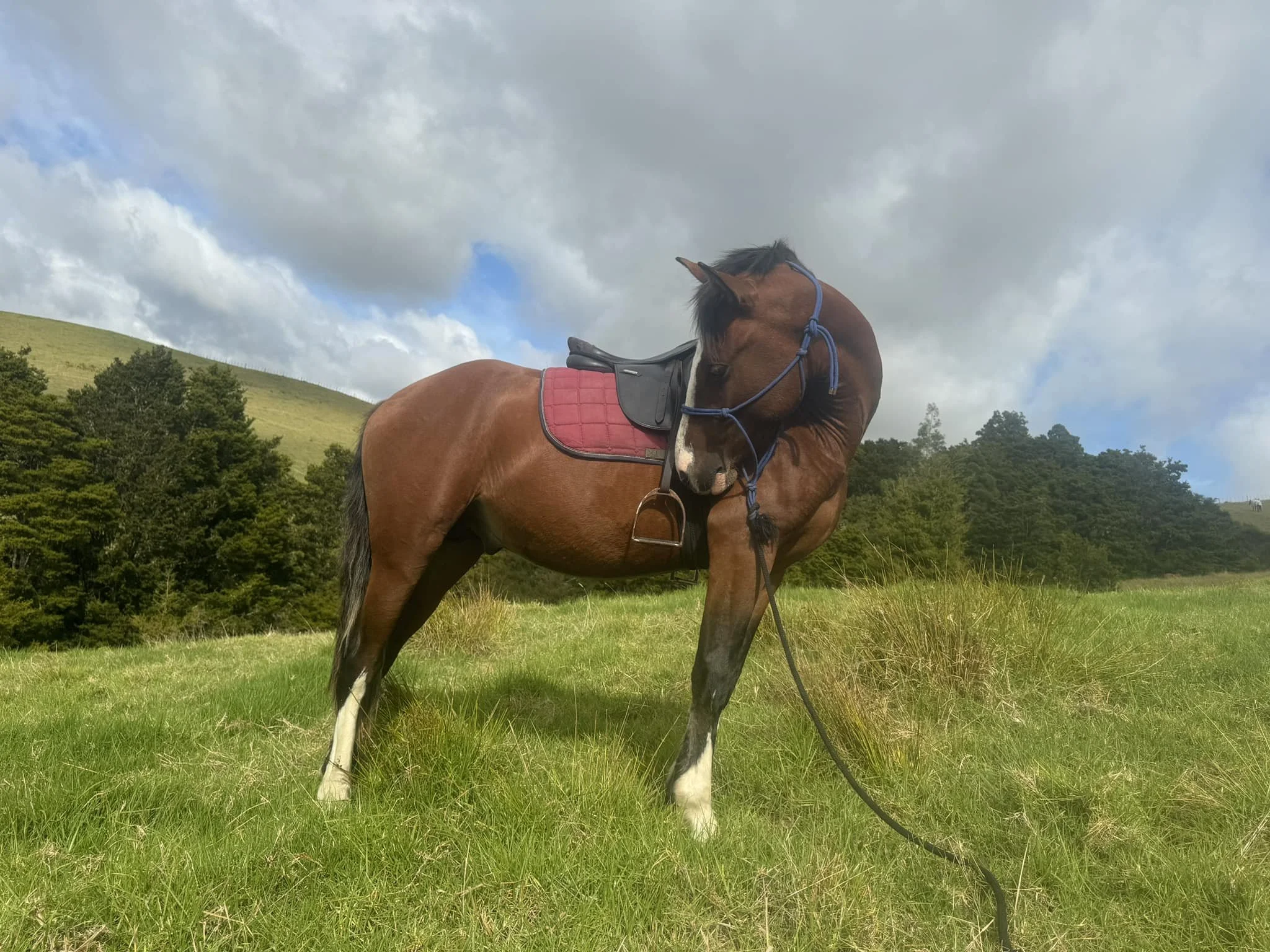 A brown horse with a black mane and tail, wearing a red saddle pad and blue bridle, stands in a grassy field on a partly cloudy day.