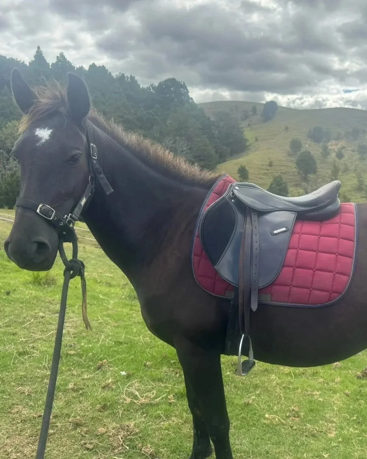 A black horse wearing a saddle with a red quilted pad and a black leather saddle, standing in a grassy field with hills and trees in the background under a cloudy sky.