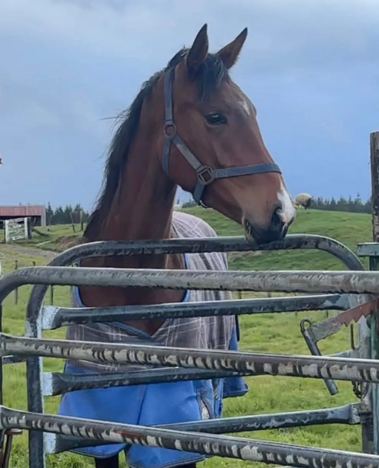 A brown horse wearing a blanket and a halter, standing behind a metal gate on a farm with green fields and a cloudy sky in the background.