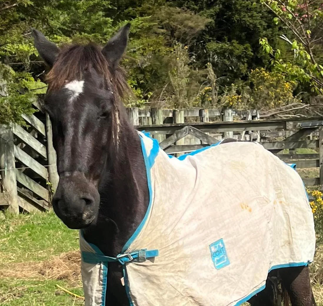 A black horse with a white star on its face wearing a light-colored blanket with blue trim, standing outdoors near a wooden fence and trees.