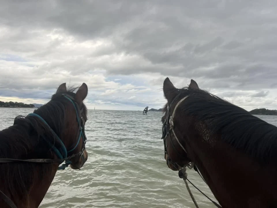 Two horses on the beach facing the water with sailboats in the distance under cloudy skies.