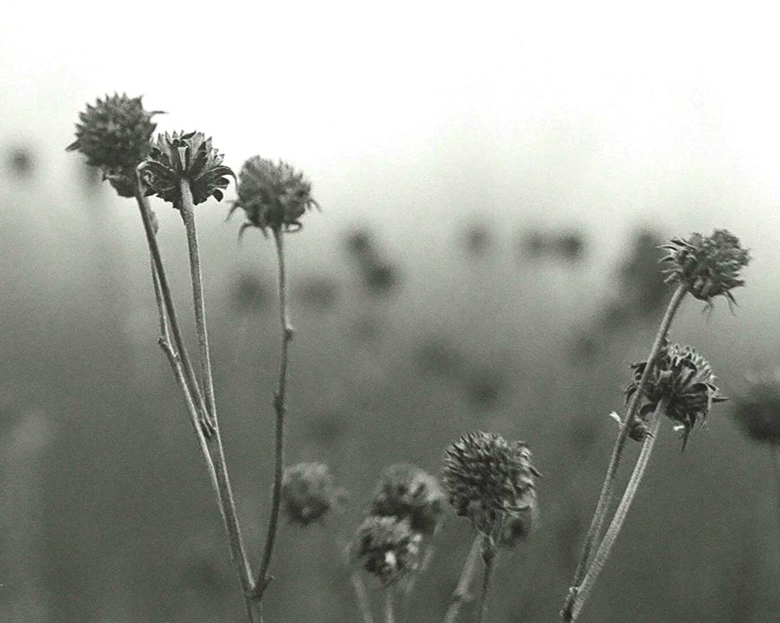 Close-up black-and-white photo of dried wildflowers with tall stems and rounded heads, blurred background.