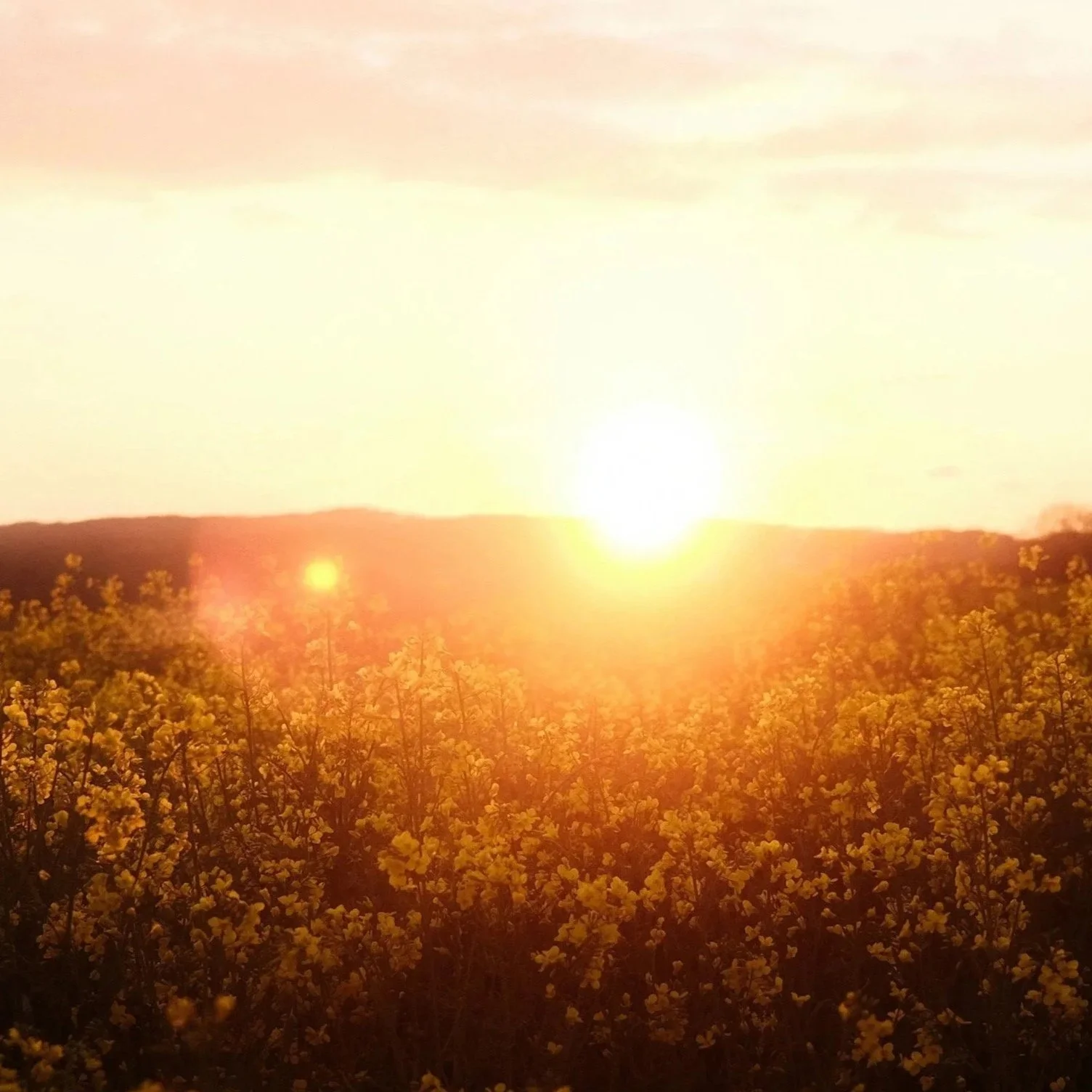 Sunset over a field of yellow flowers with the sun near the horizon.