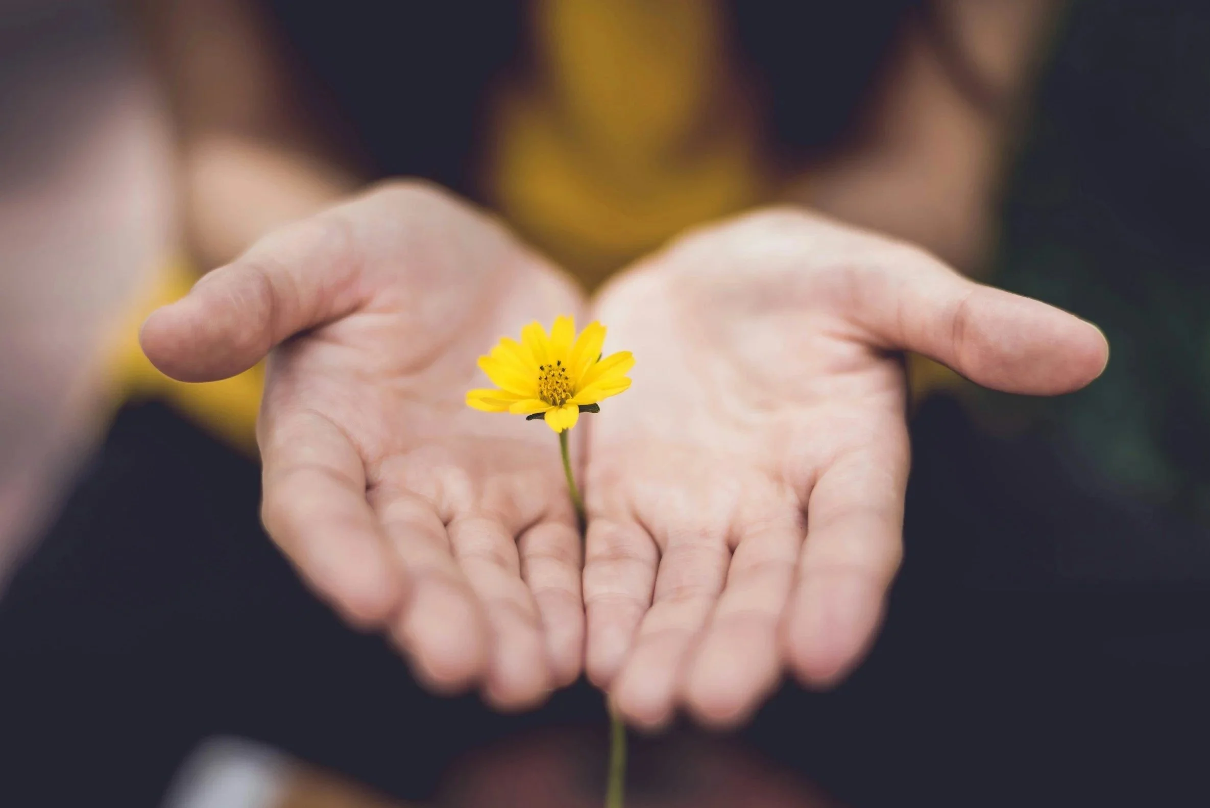 Close-up of a person's hands holding a small yellow flower with a blurred background.