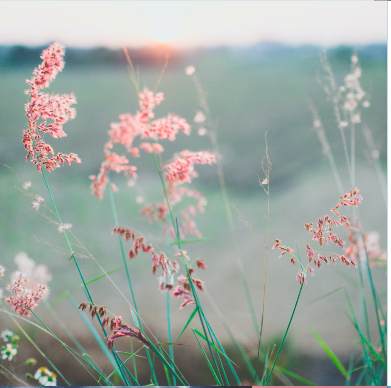Flowers.png