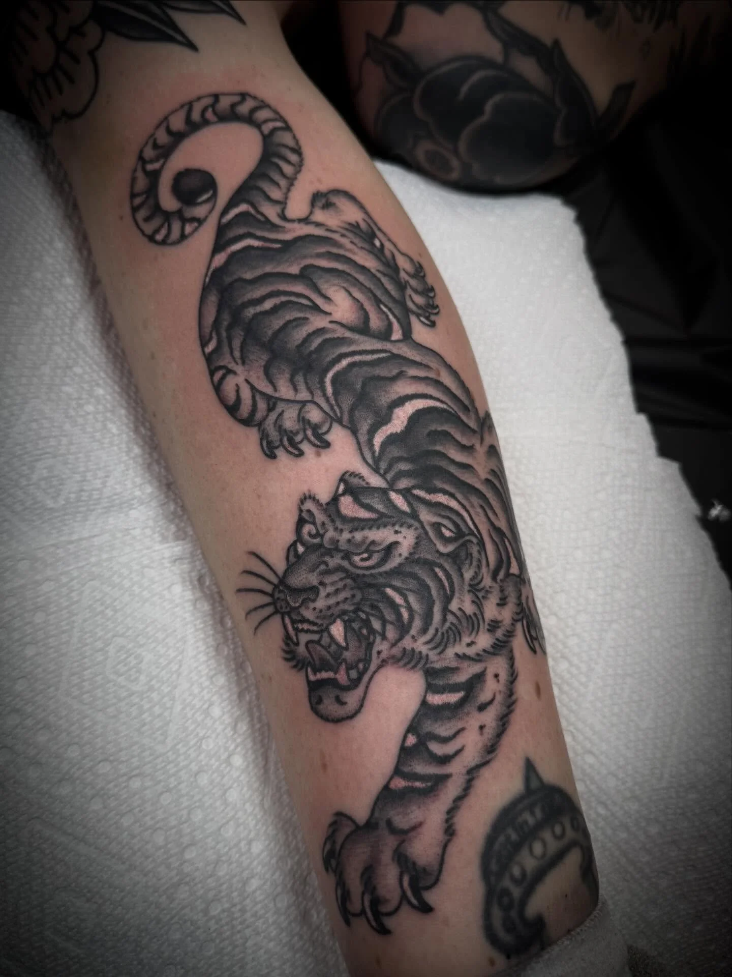 Tiger done for Nicole! Thank you!!! Done @elmstreettattoo #traditionaltattoo #americantraditional #tattooart #tattooartist #tattoos DM WITH QUESTIONS or BOOK at the LINK IN BIO.