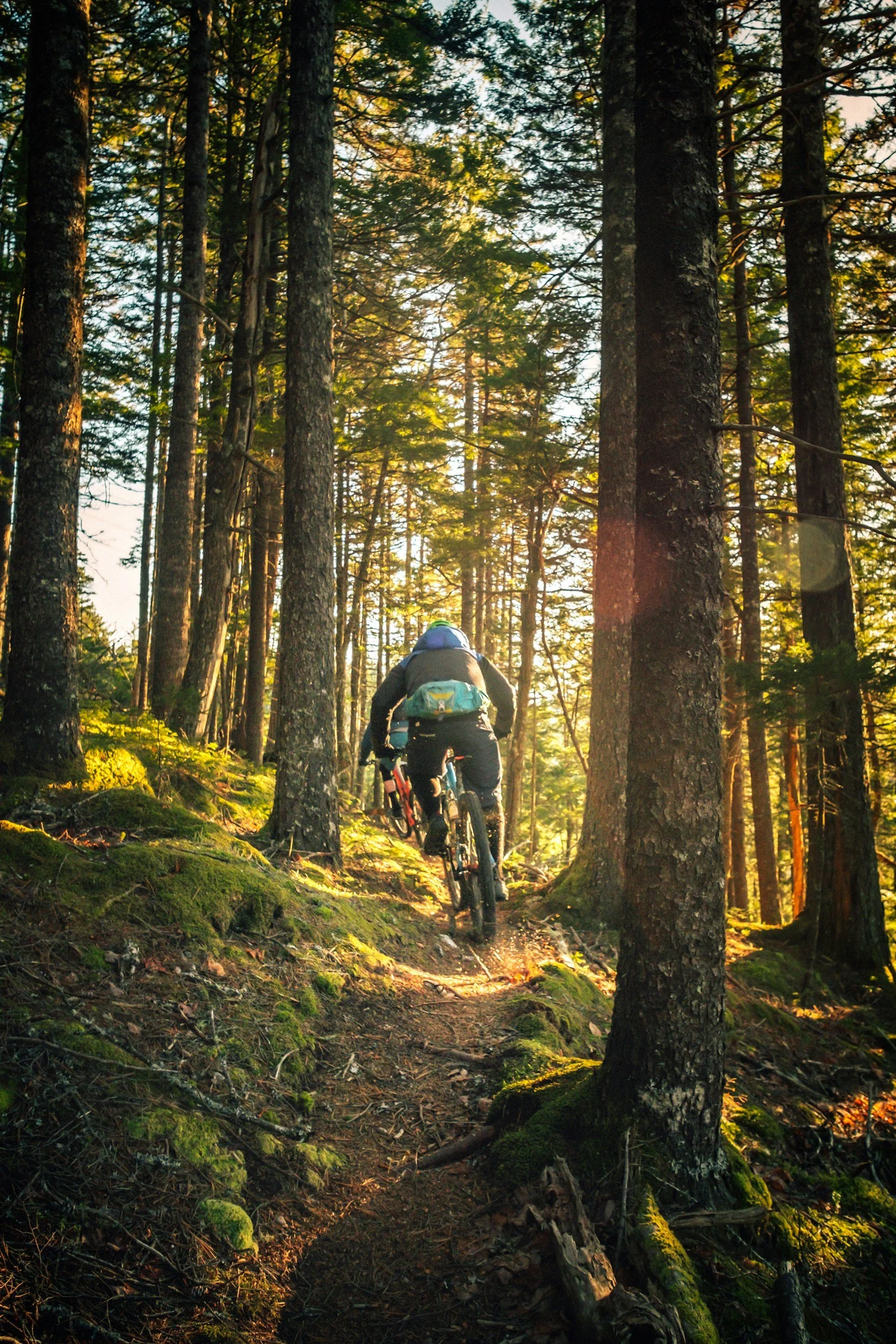 A person mountain biking through a forest trail surrounded by tall trees with sunlight filtering through the branches.