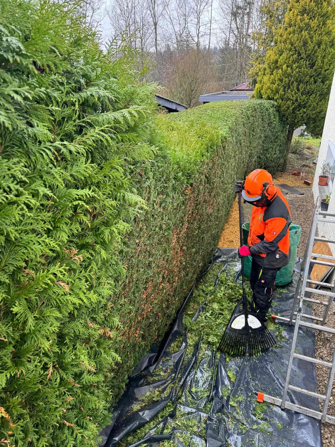 Ein Mann in orangefarbenem Schutzanzug und Helm hackt eine hohe Hecke, die gegen einen weißen Gebäude verläuft, während er einen Rasenrechen hält. Vor ihm liegt eine schwarze Folie auf dem Boden, auf der abgeschnittene Zweige liegen.