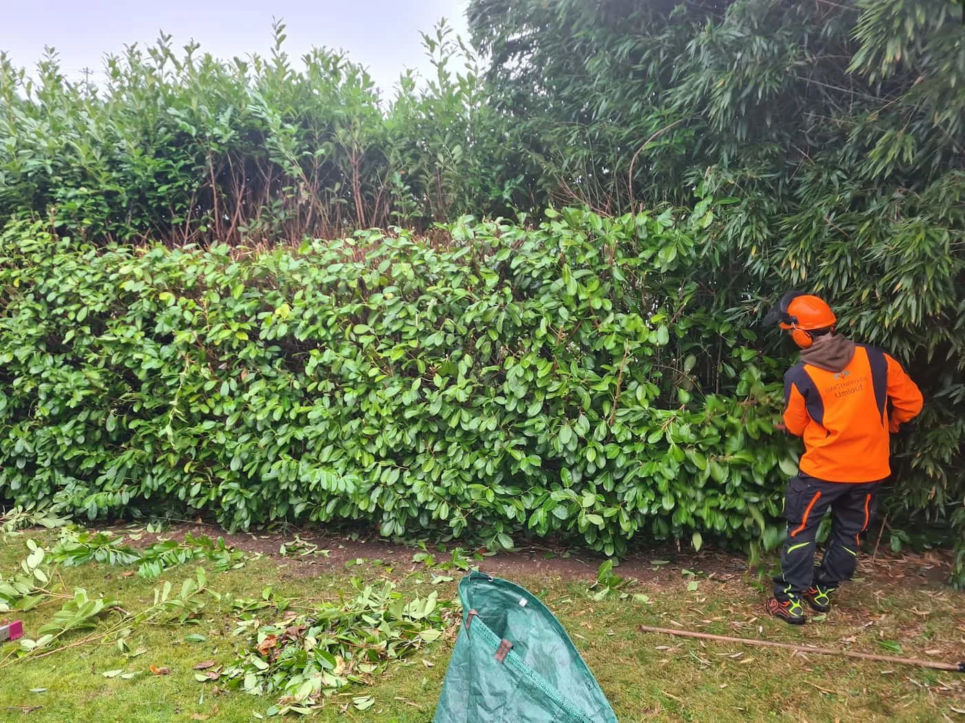 verwildrte Hecke vorher.jpg