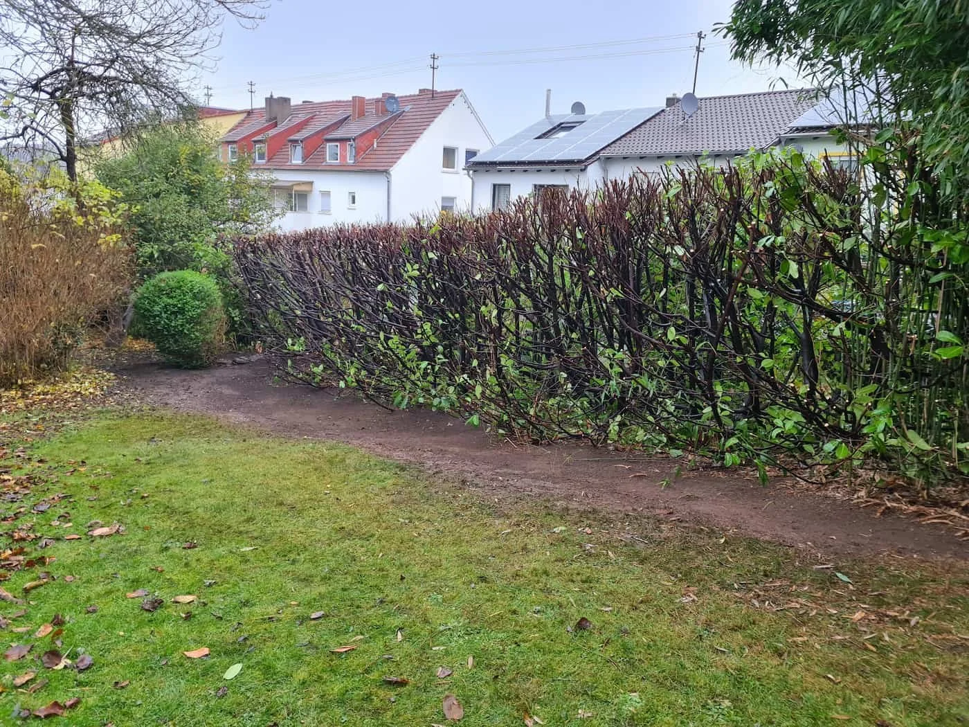 Garten mit Rasen, Weg und geschnittenem Busch vor Mehrfamilienhäusern mit Solarpanelen auf dem Dach.