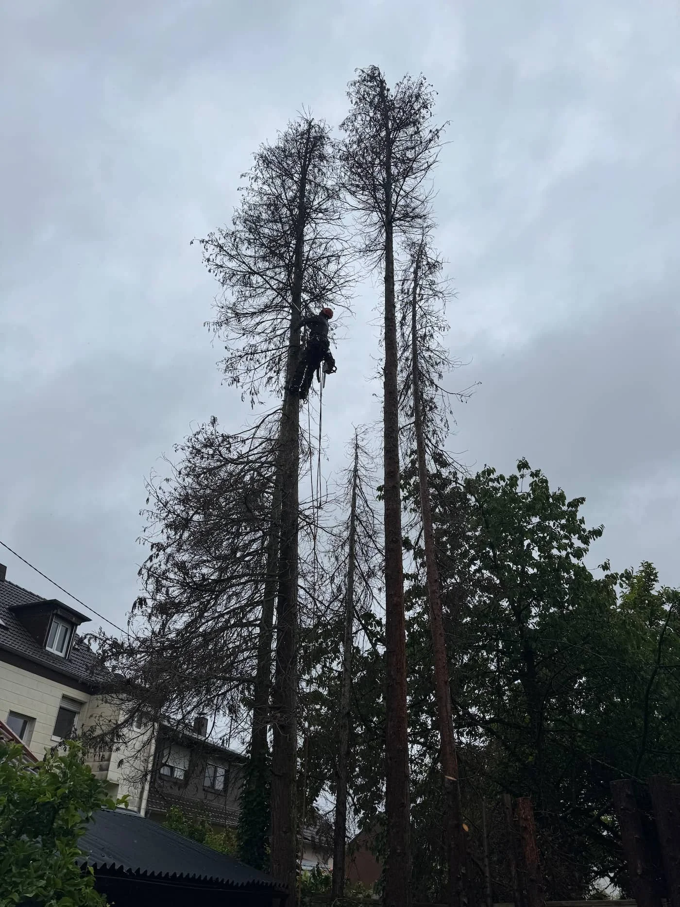 Ein Baumarbeiter trägt einen Helm und klettert an einem Baum in einer Straße mit Wohnhäusern, bei bewölktem Himmel.