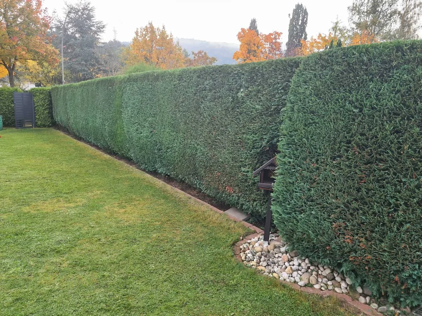 Gartenzaun aus gepflegtem, grünen Hecken, mit einem kleinen Schattenkasten und einem beleuchteten Weg im Vordergrund, im Hintergrund Bäume mit herbstlichen Blättern.