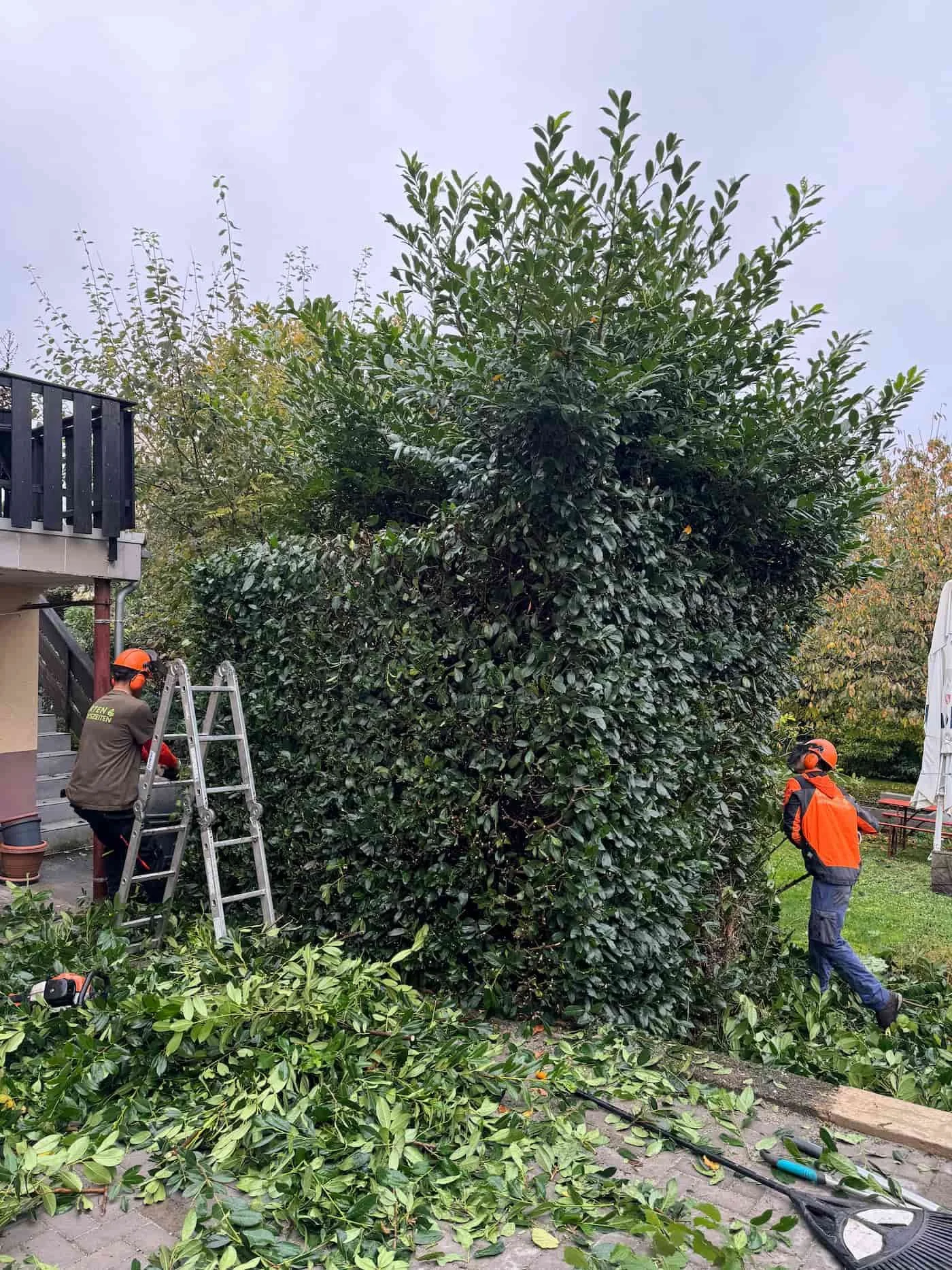 verwilderte Hecken Vorher.jpg