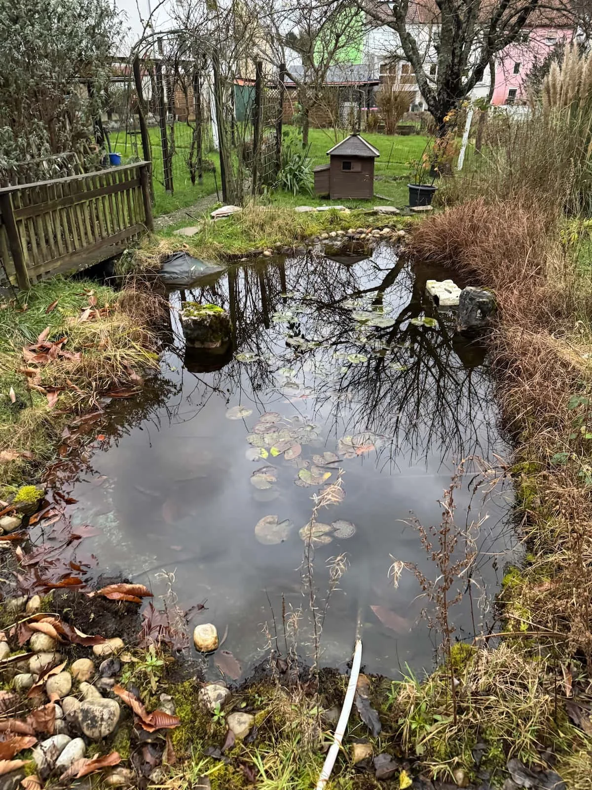Ein Gartenteich mit Wasserpflanzen, umgeben von Gras, Steinen und Sträuchern, mit einem kleinen Holzhaus im Hintergrund.