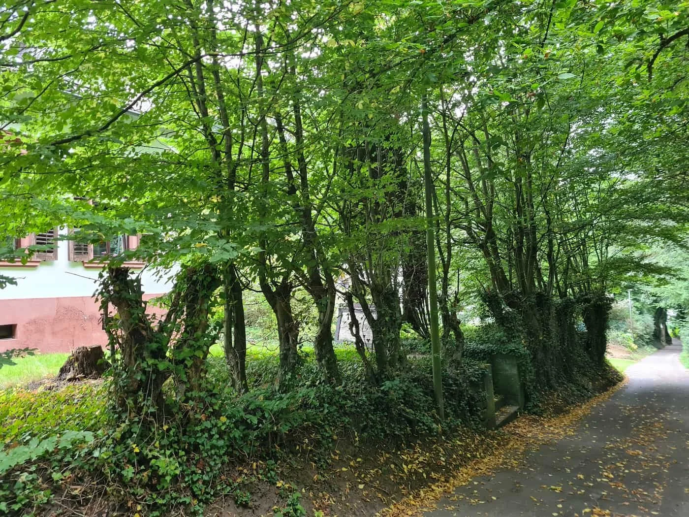 Ein schmaler Weg neben einer Reihe von Bäumen mit grünen Blättern, die den Weg teilweise beschatten, in einem Wohngebiet mit einem Haus im Hintergrund.