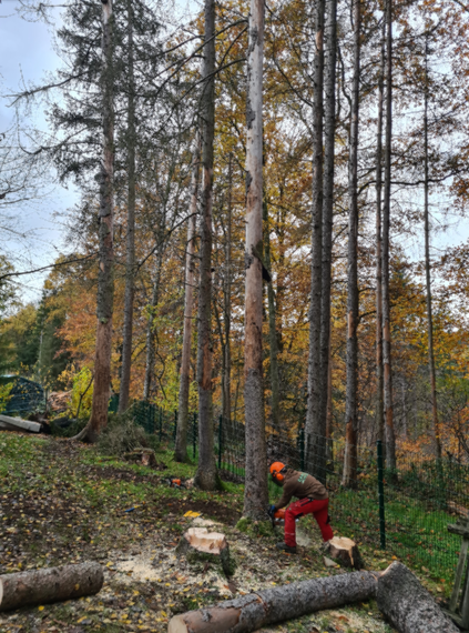 Ein Arbeiter schneidet einen Baum in einem Wald mit einer Kettensäge, umgeben von anderen Bäumen und gefallenem Holz, bei sonnigem Herbstwetter.