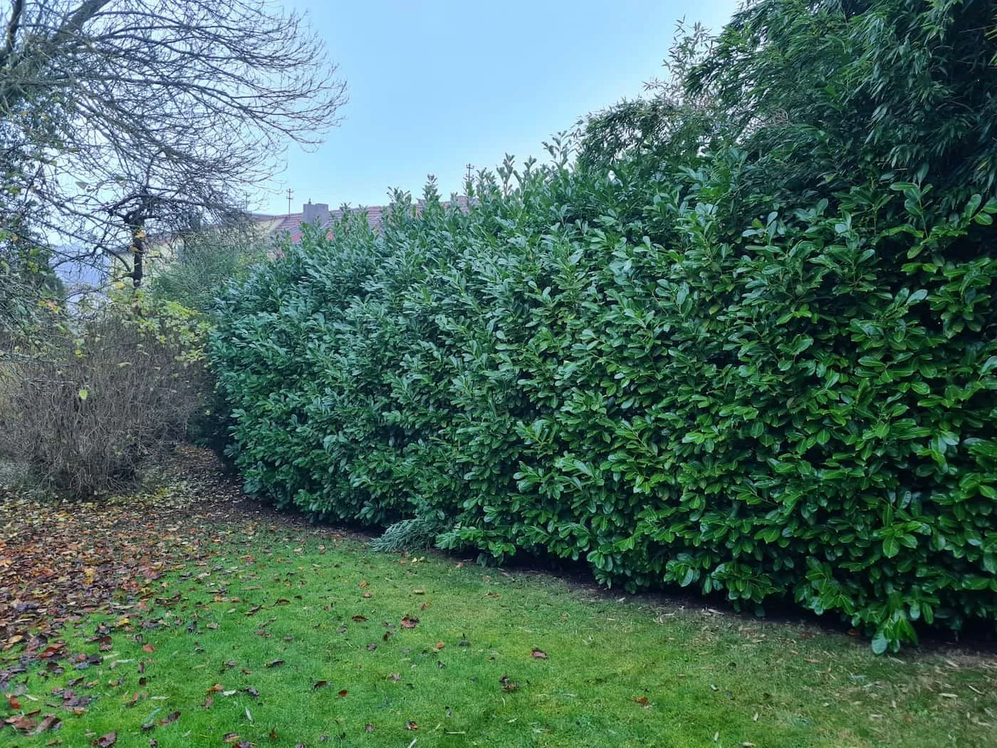 verwilderte Hecke vorer 2.jpg